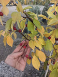 Flowering Crabapple, 'Starlite'