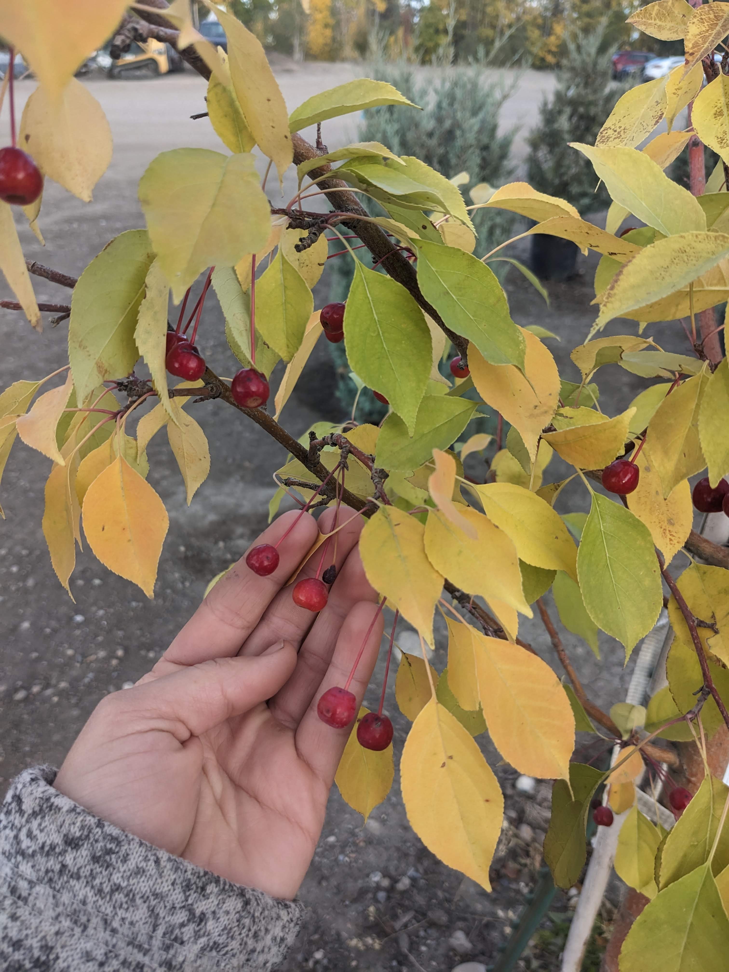 Flowering Crabapple, 'Starlite'