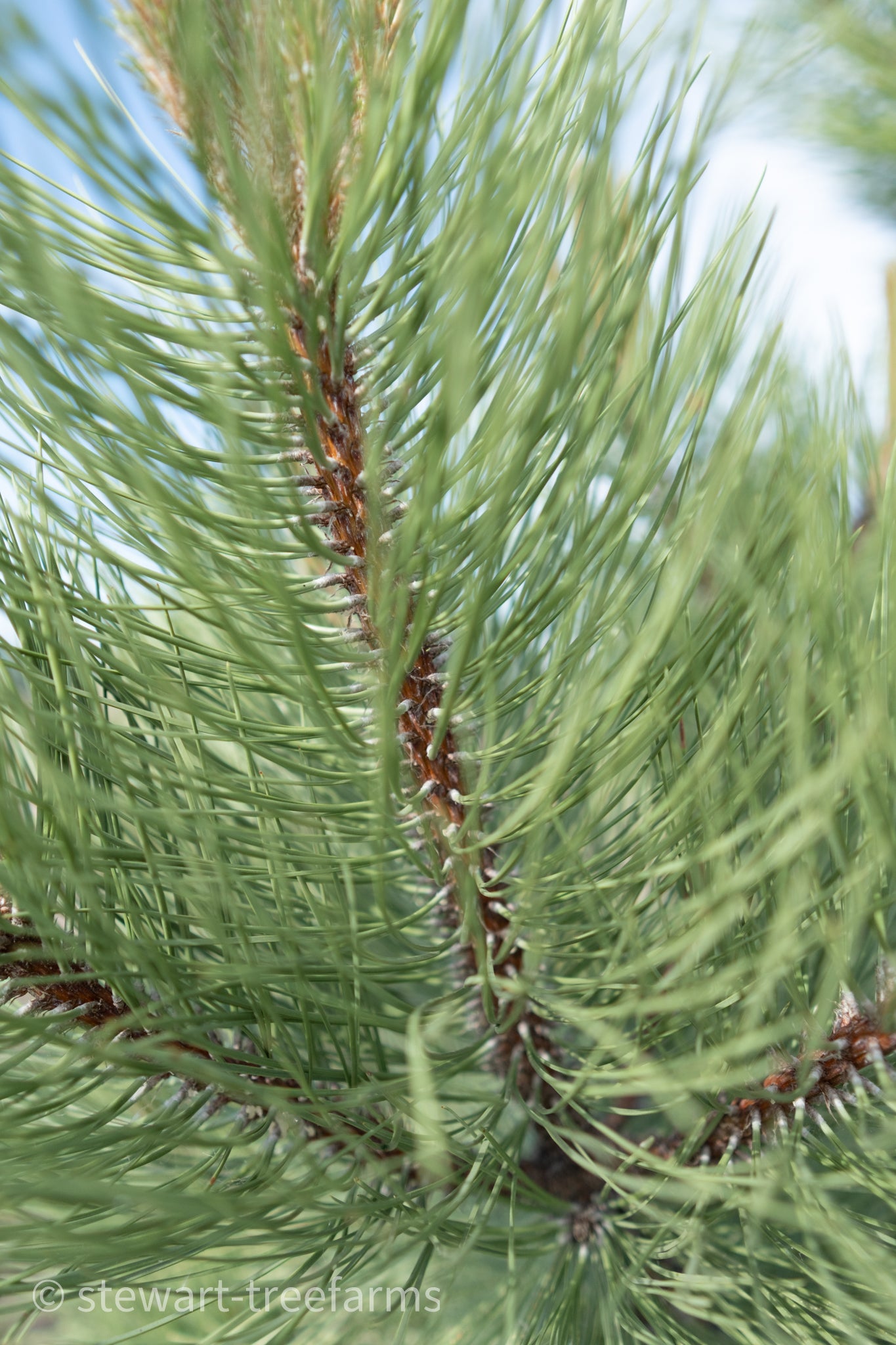 Ponderosa Pine