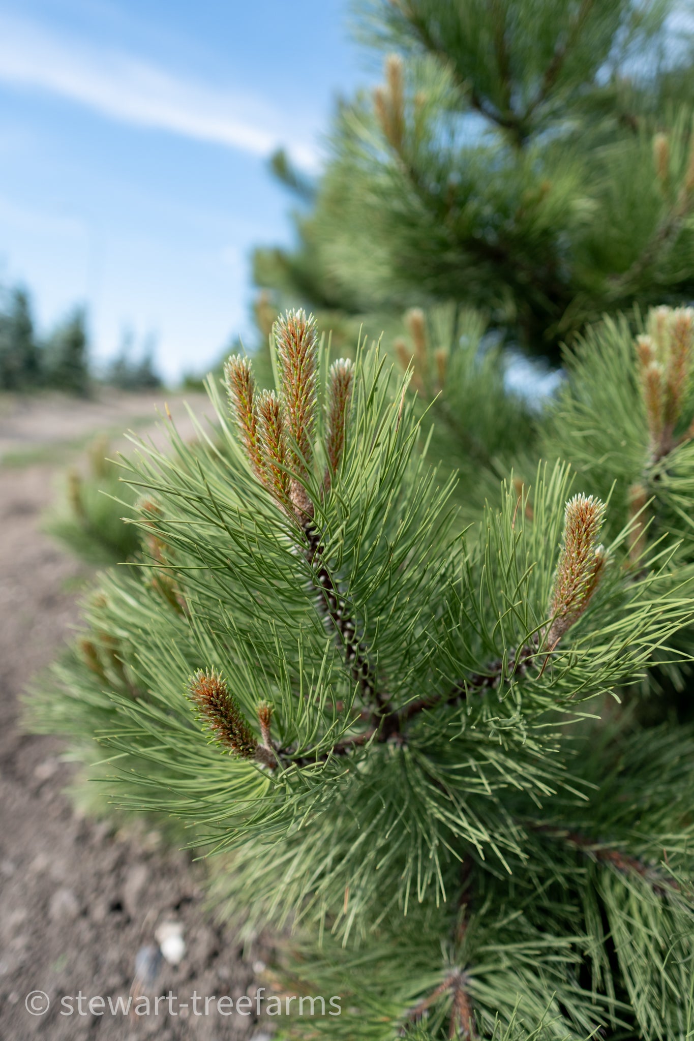 Ponderosa Pine