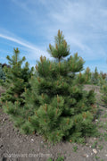Ponderosa Pine