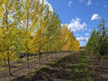 Byland Green Poplar
