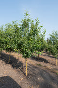 Flowering Crabapple, 'Spring Snow'