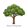 Amigo Quaking Aspen