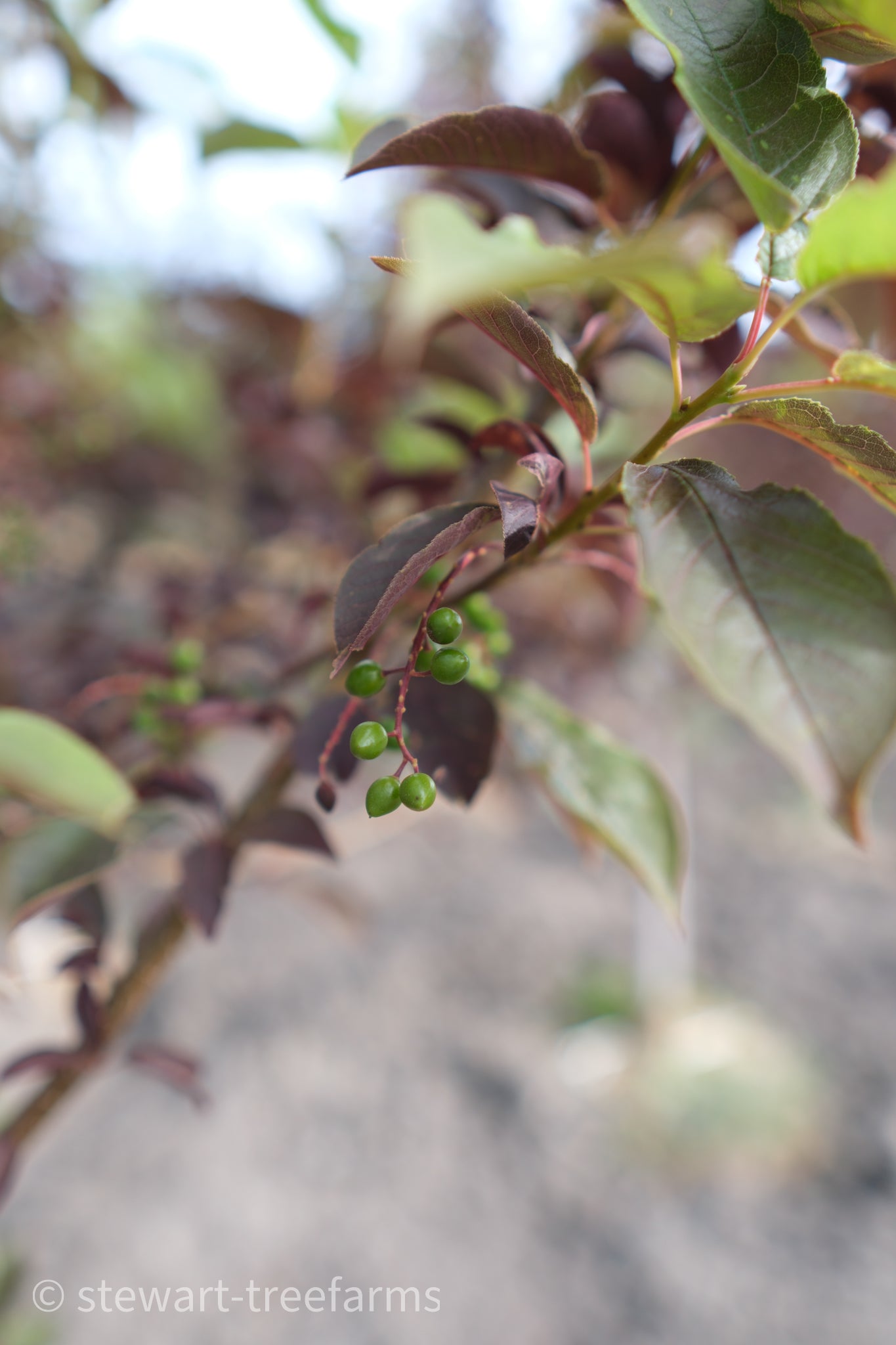 Schubert Chokecherry