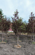 Schubert Chokecherry