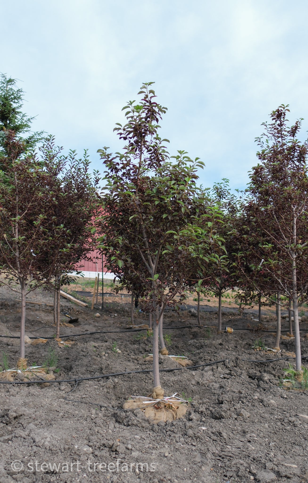 Schubert Chokecherry