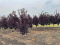 Schubert Chokecherry