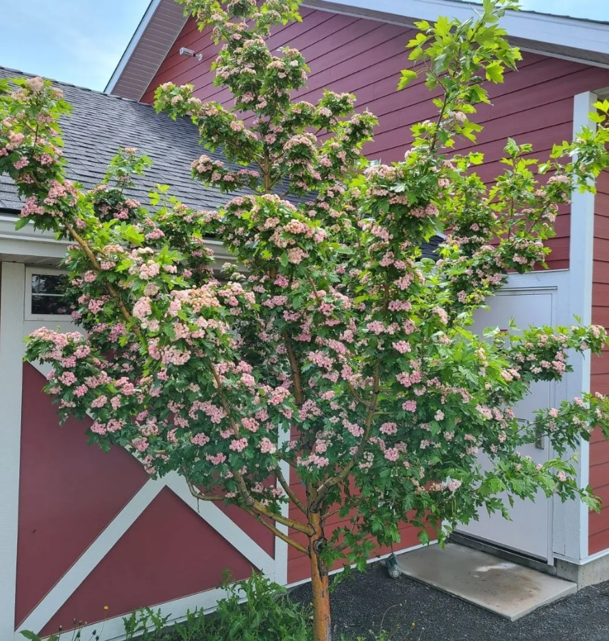 Toba Hawthorn
