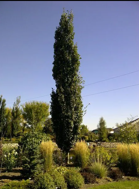 Guardian Columnar Aspen