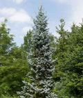 Hoopsii Spruce