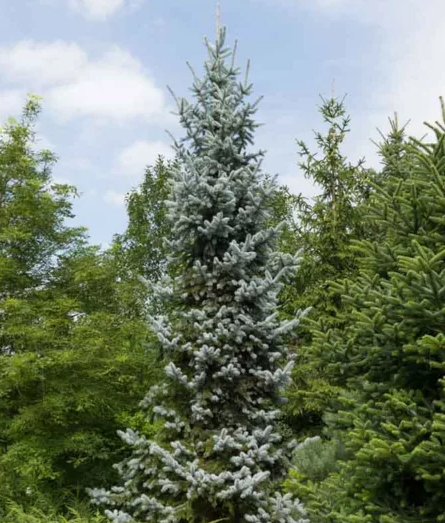 Hoopsii Spruce
