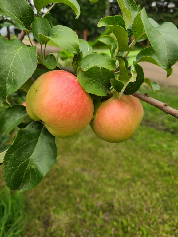 Prairie Sensation Apple