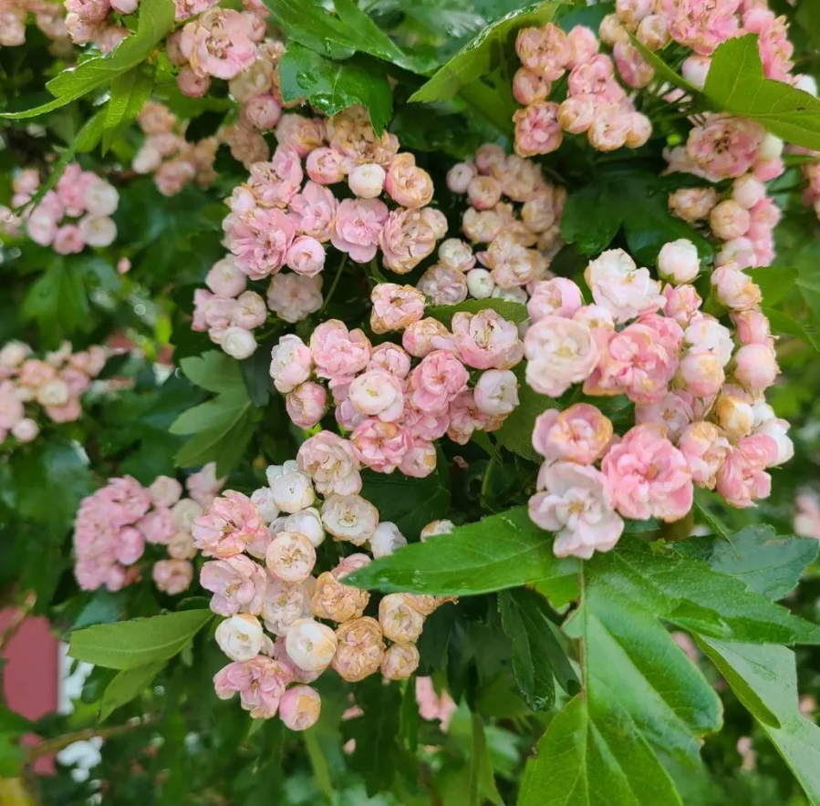 Toba Hawthorn