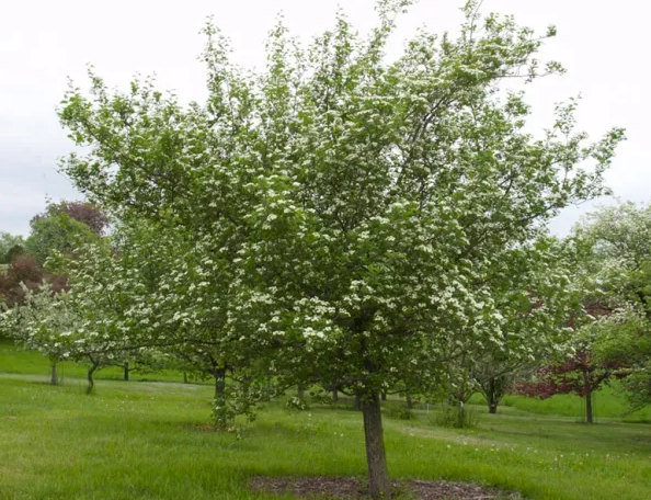 Snowbird Hawthorn