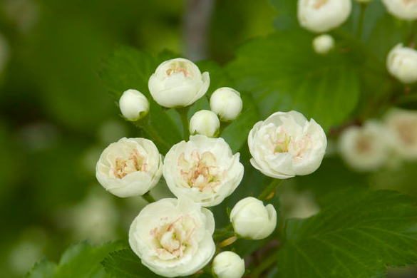 Snowbird Hawthorn