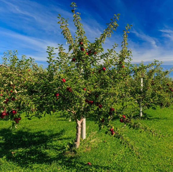 Honeycrisp Apple