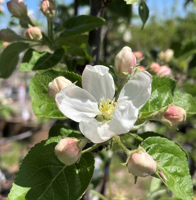Honeycrisp Apple
