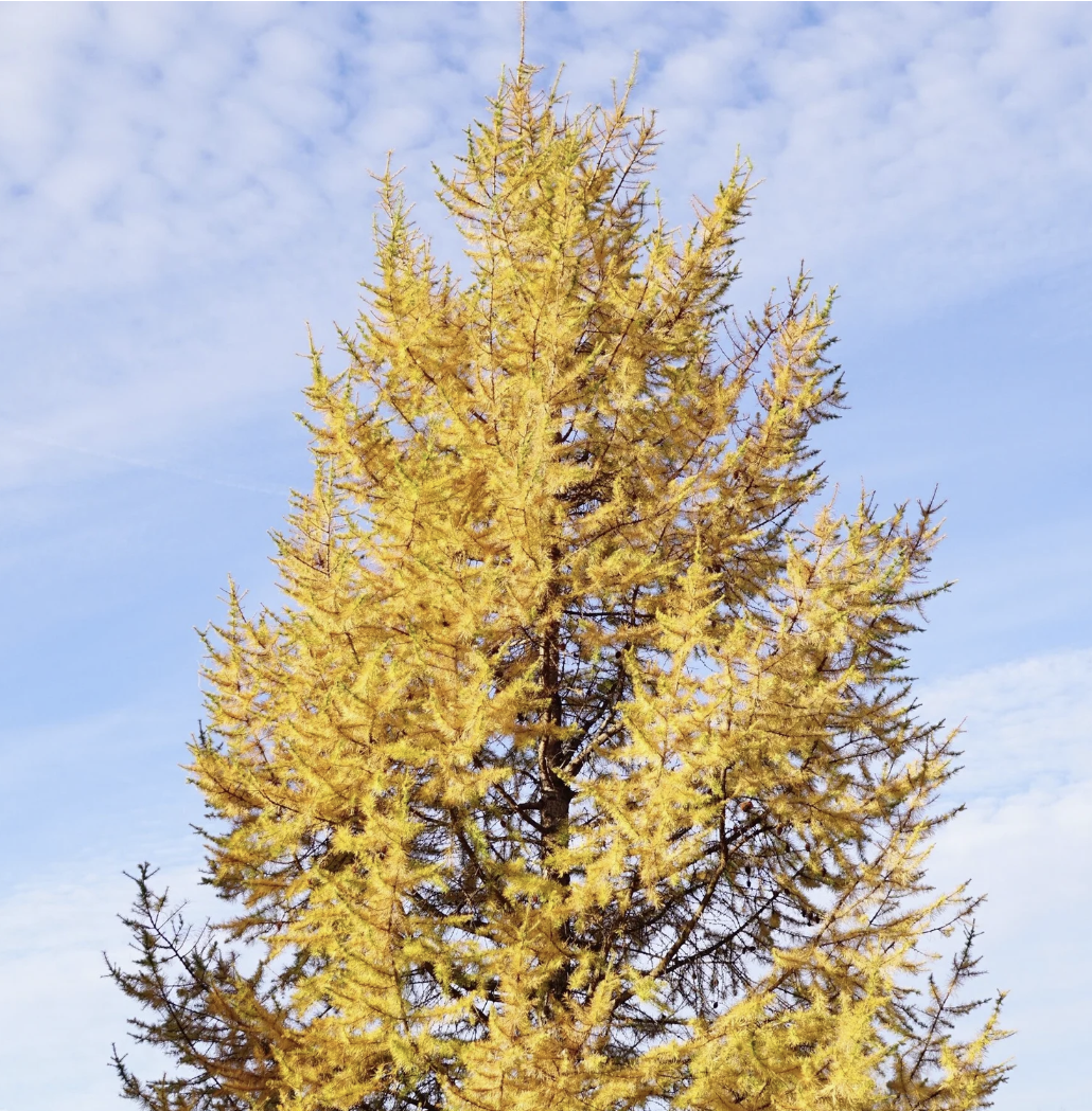 Native Larch (tamarack)