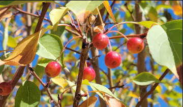 Flowering Crabapple, 'Starlite'