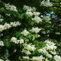 Ivory Pillar Japanese Lilac