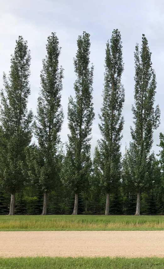 Sundancer Poplar (columnar)