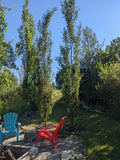 Swedish Aspen
