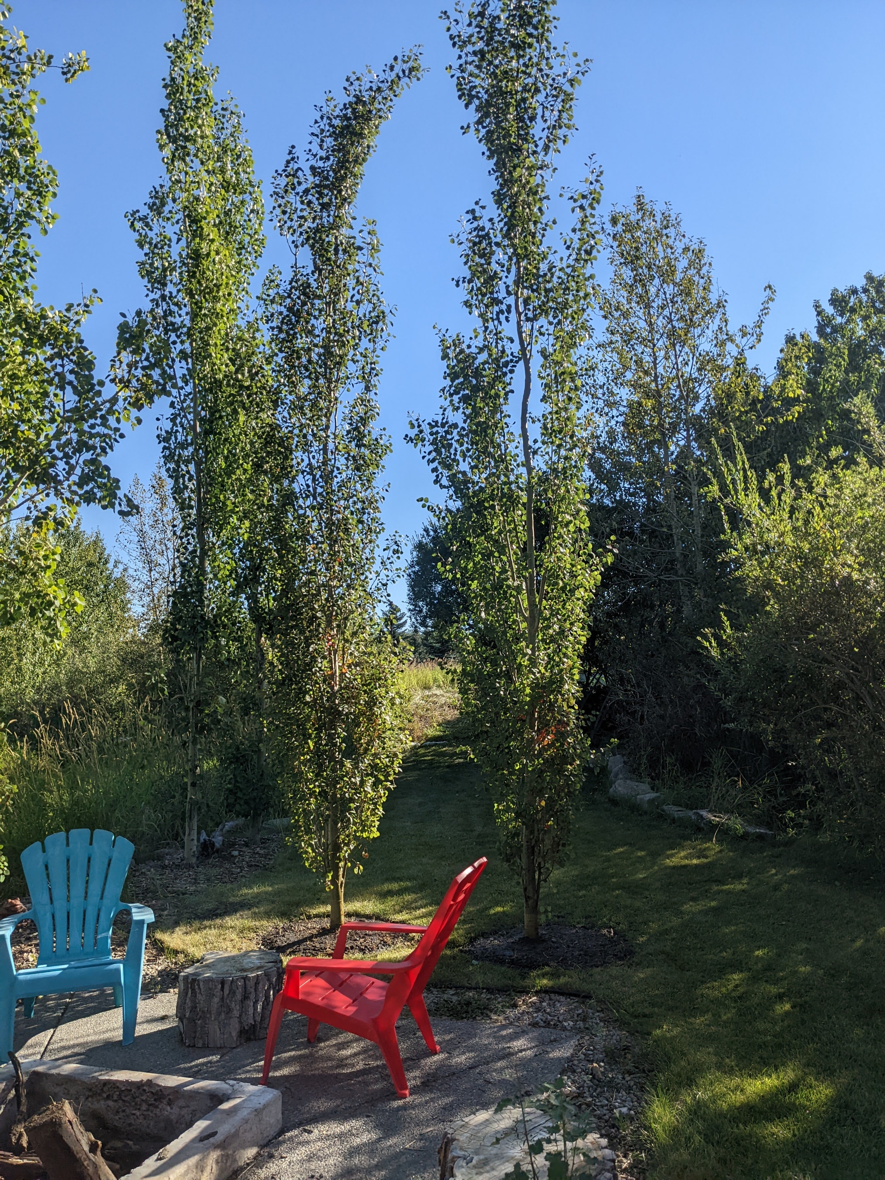 Gatekeeper Aspen (Columnar)