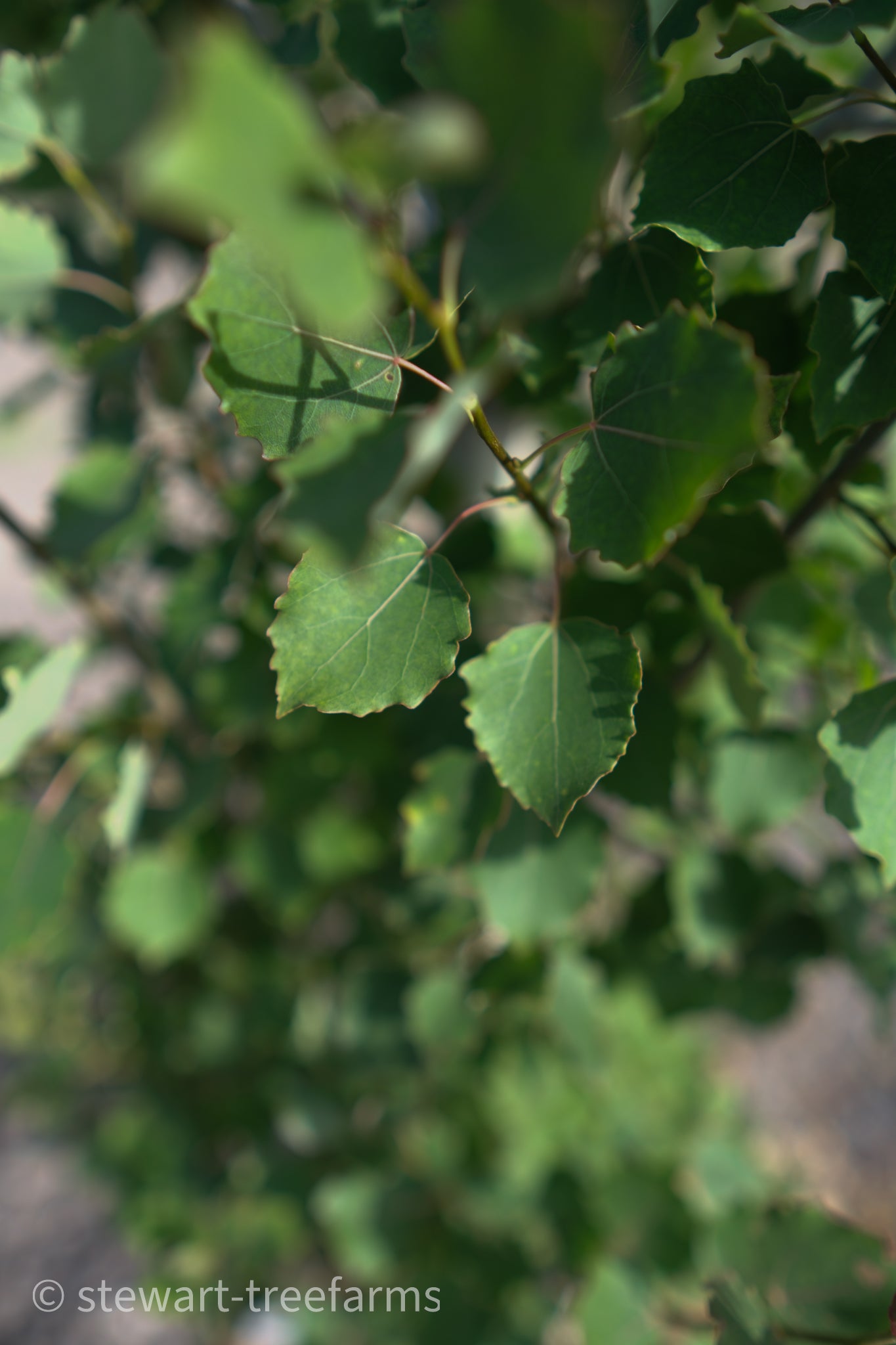 Swedish Aspen