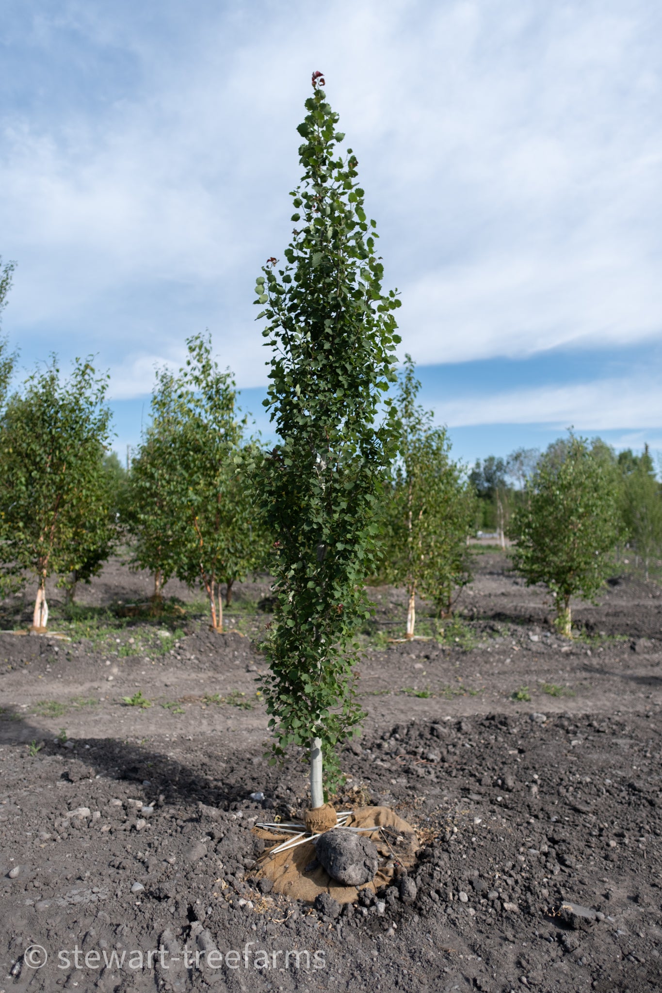 Swedish Aspen