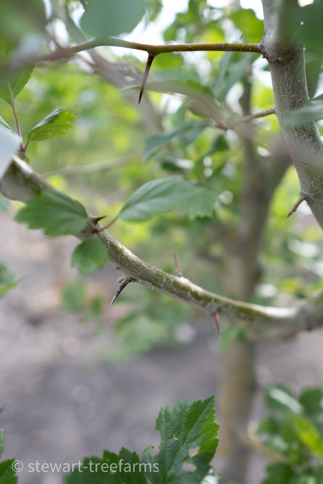 Toba Hawthorn