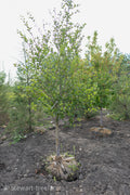Toba Hawthorn