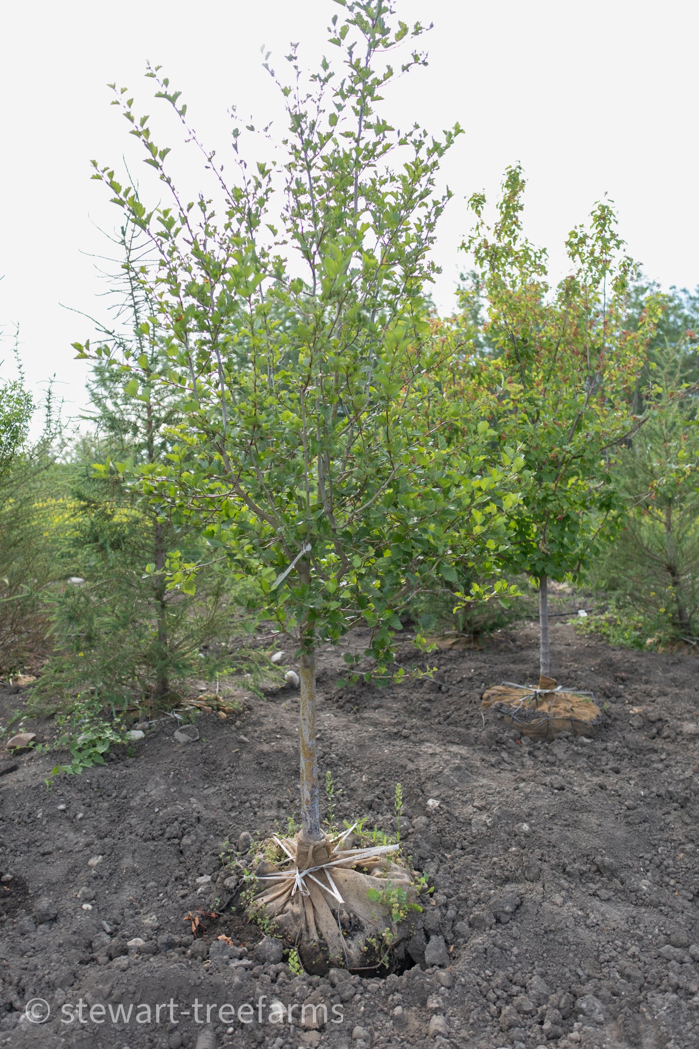 Toba Hawthorn