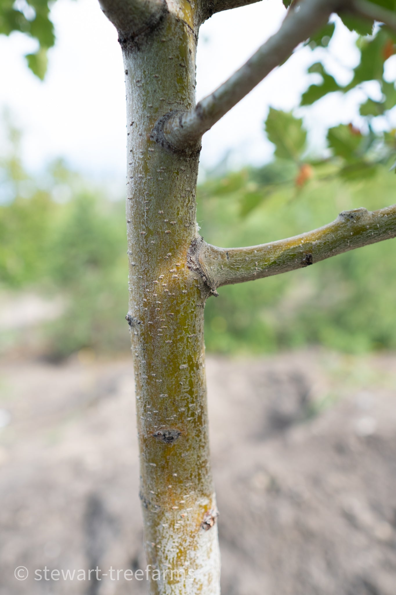 Toba Hawthorn