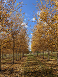 Trembling Aspen