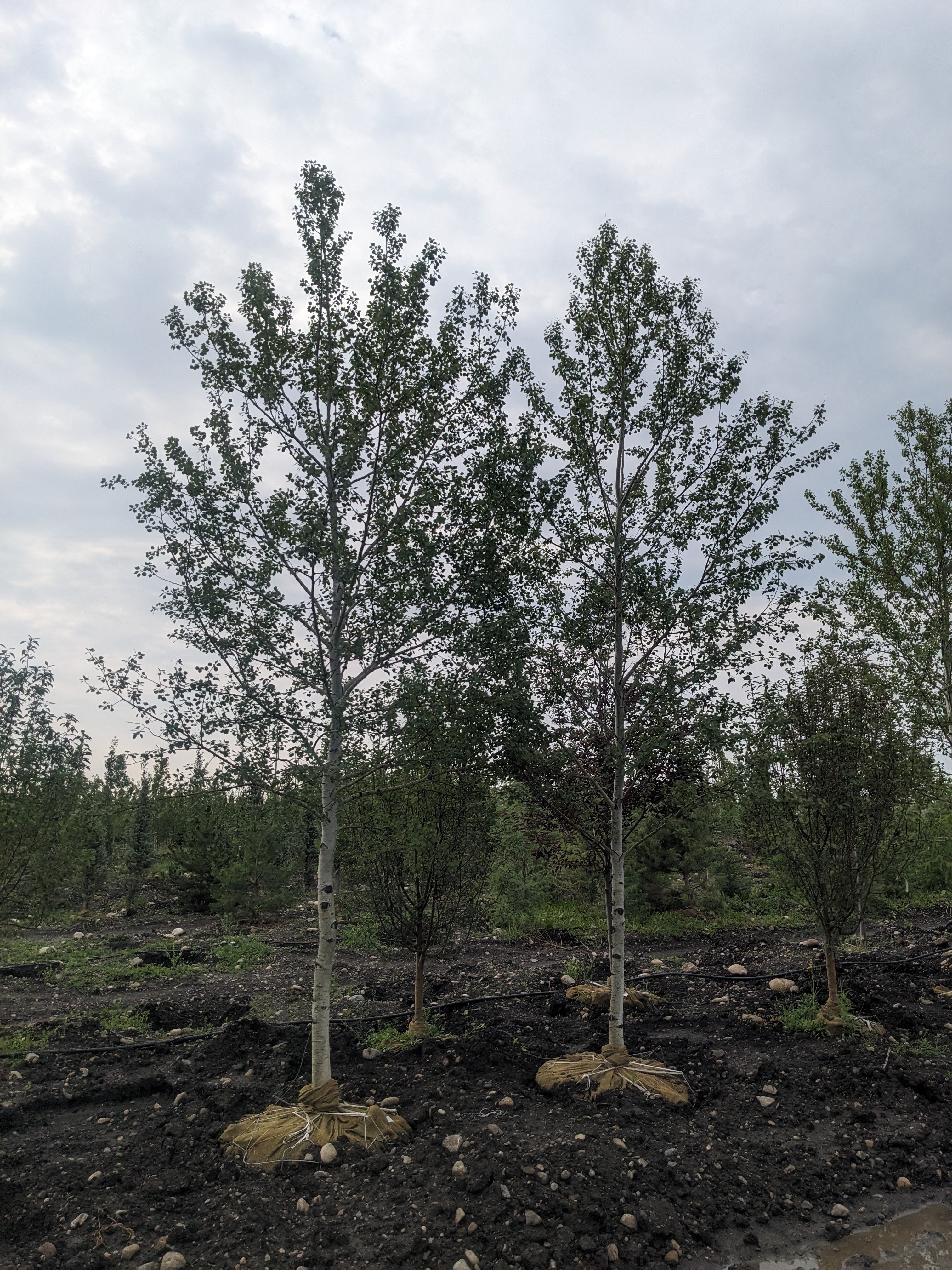 Trembling Aspen
