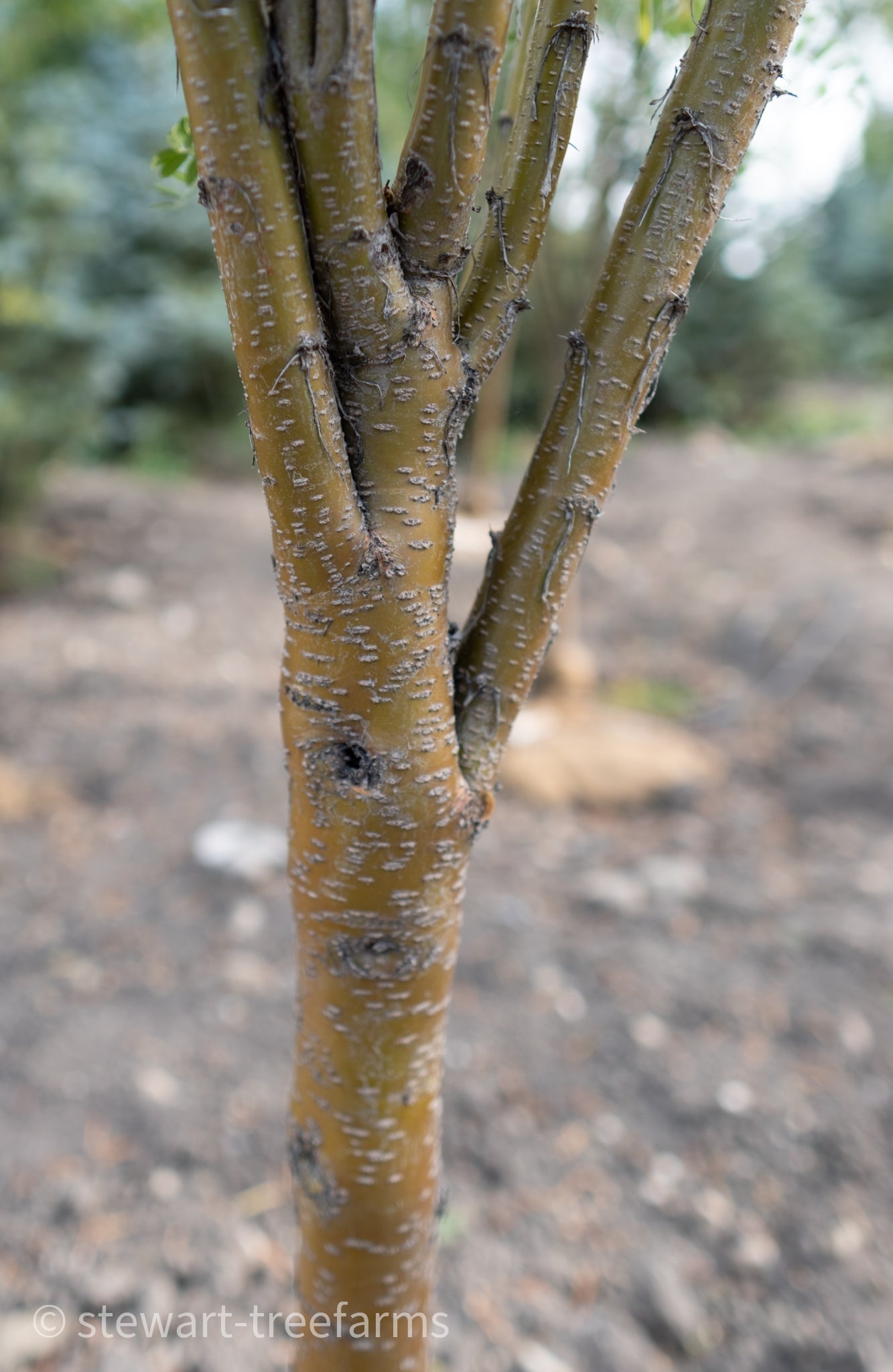 Sutherland Caragana 50mm