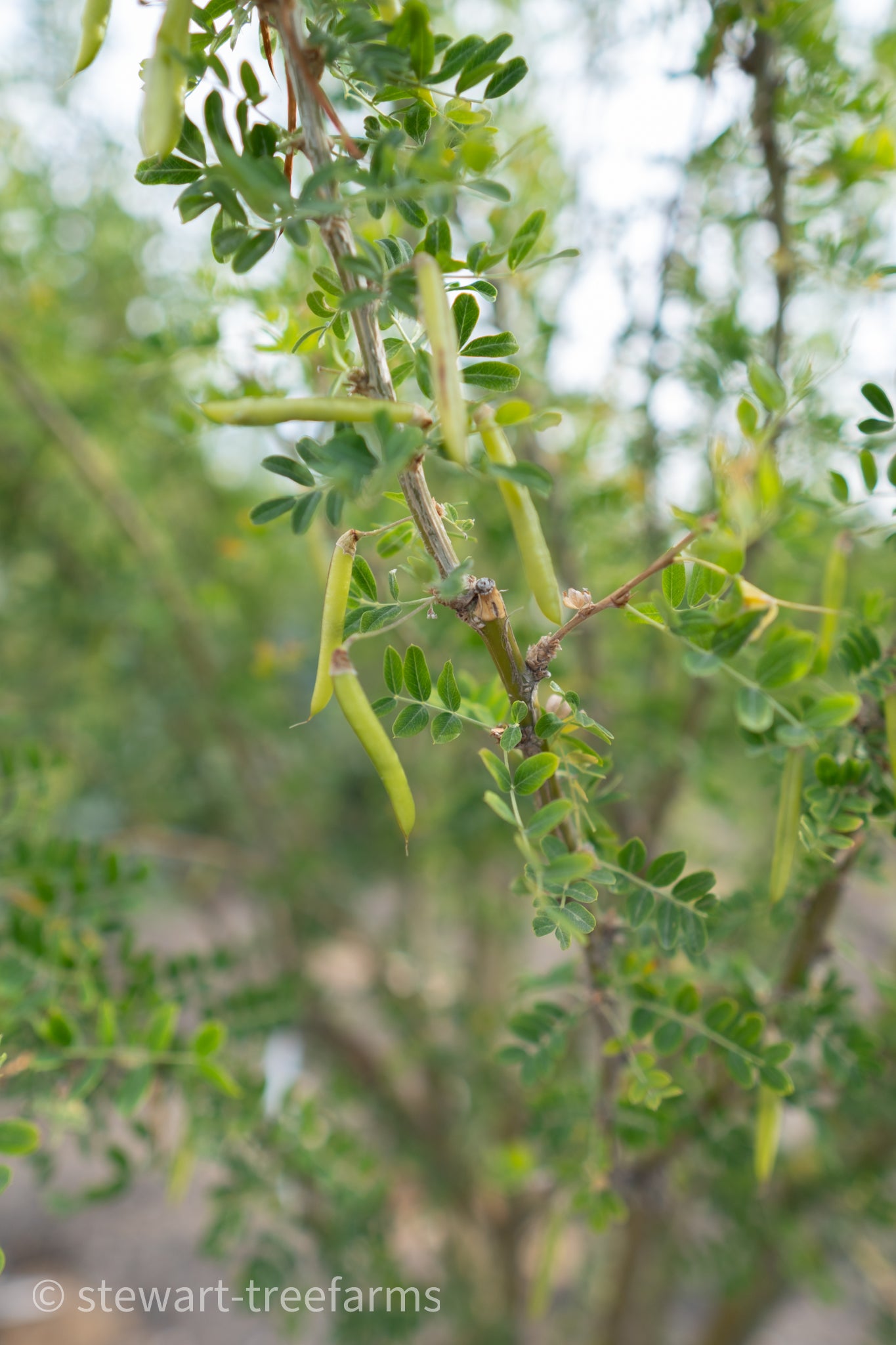 Sutherland Caragana 50mm