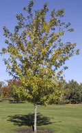 Maple, "Silver Cloud"
