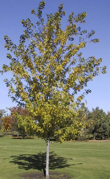 Maple, "Silver Cloud"