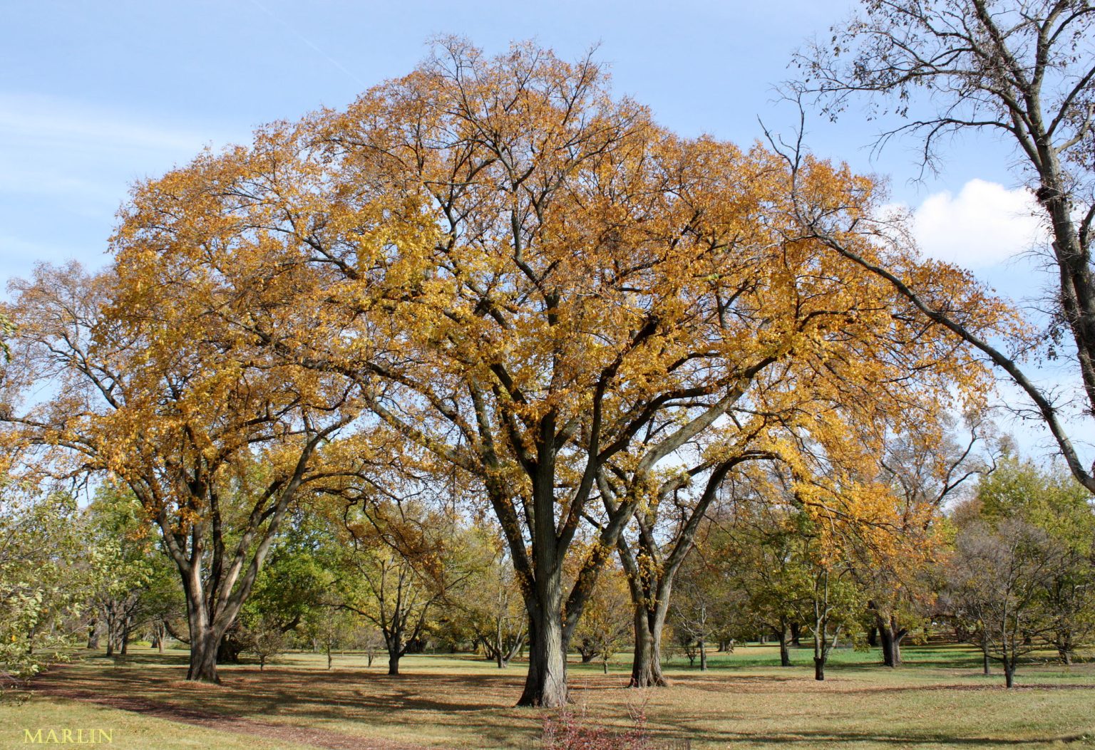 American Elm
