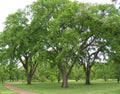 American Elm