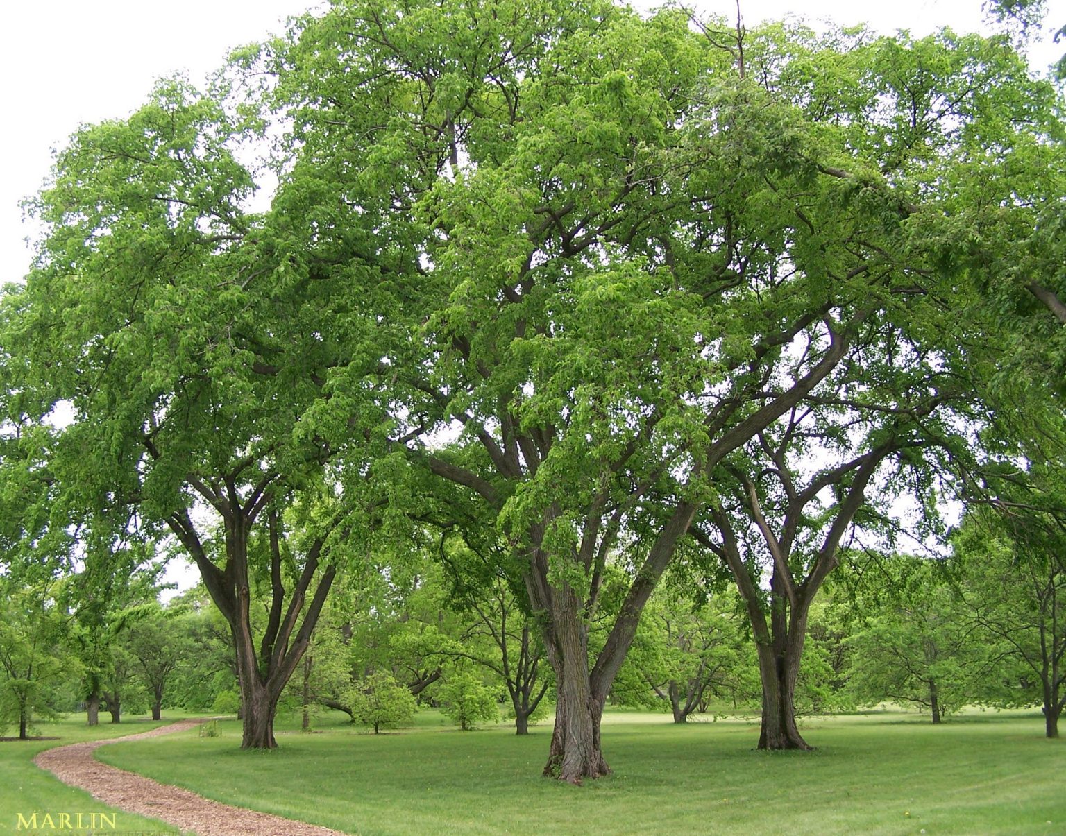 American Elm
