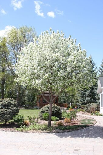 Flowering Crabapple, 'Spring Snow'