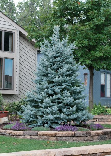 Bakeri Spruce