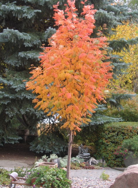 Black Hawk Mountain Ash