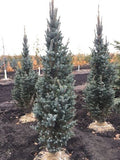 Columnar/Fastigiata Spruce