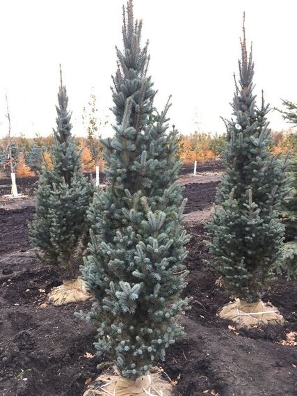 Columnar/Fastigiata Spruce