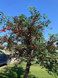 Evans Sour Cherry - COMING SOON