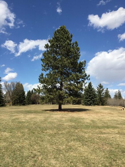 Ponderosa Pine
